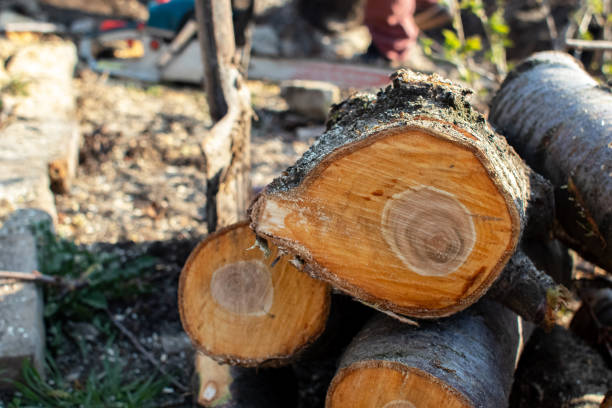 Best Tree Cabling and Bracing  in New Freedom, PA